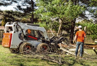 How to Estimate the Cost of Tree Removal