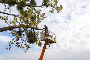 Steps You Need to Take Before Hiring a Tree Service